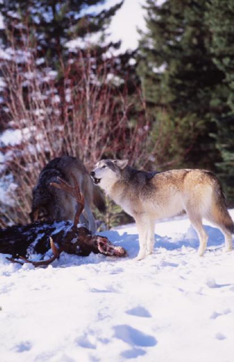 NWCnaturals's tweet photo. In a natural setting dogs and cats consume probiotics by the billions from eating the insides of their prey. #probiotics #digestion #pethealth #probioticsfordogs https://t.co/ptfLNQ1x0t