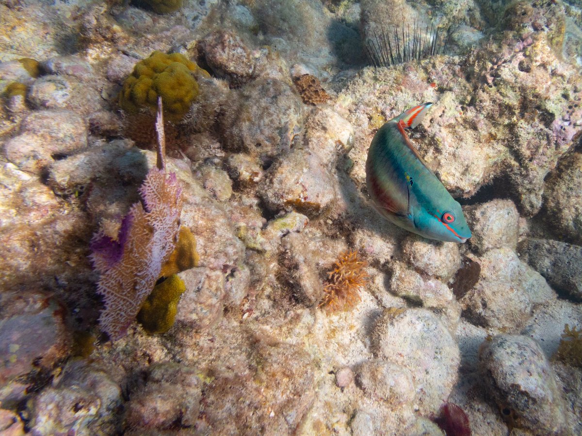 parrotfish
