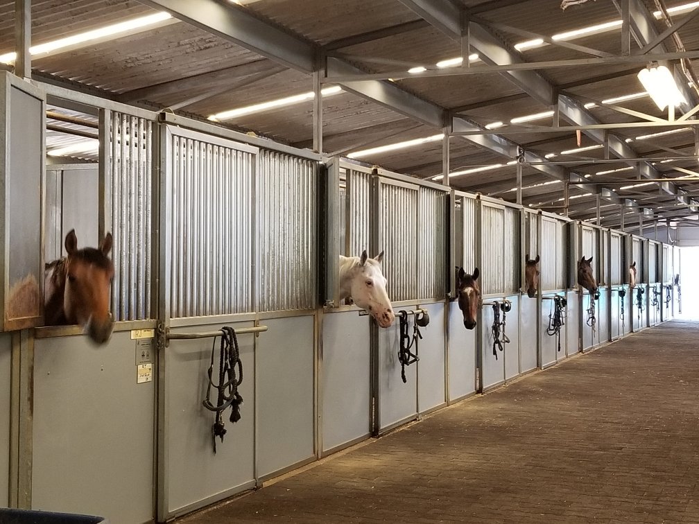 Horses know its dinner time and want everyone to know it's time to eat.