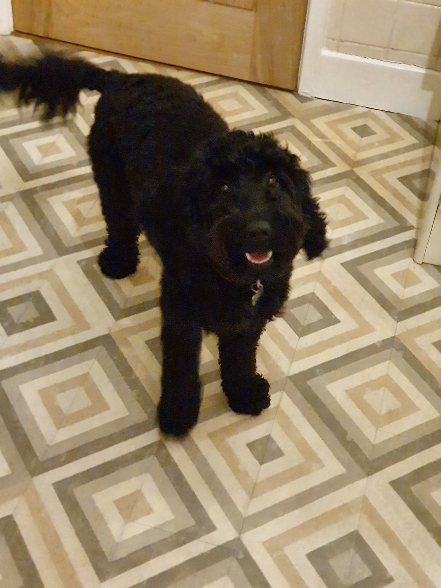 AdogcalledLola's tweet photo. Where's the Birthday treat you promised? https://t.co/Meg7tWItfm