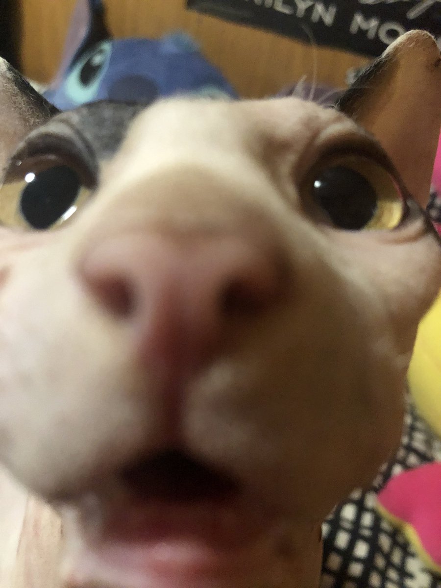 Caroliniuus's tweet photo. Mi gato cuando escucha a Andrea decir que está decepcionada con Ismael 😮😮😮😮😮 #Isladelastentaciones8 https://t.co/hnXmdn9mu3