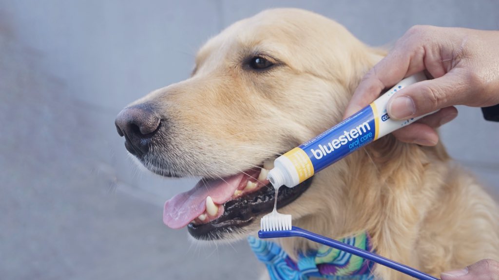 GoldenWoofs's tweet photo. Woofs! Have you brushed your dog’s teeth today? Make sure to use a pet-safe #dogtoothpaste @bluestempets #NationalPetDentalMonth #doghealth 🐾 I’m a #gooddog KORU BEAR #ad https://t.co/jPJ9tlVBD0 https://t.co/GHQiluRNBG