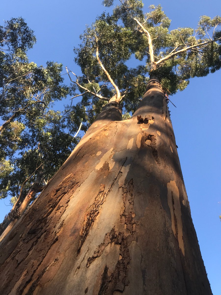 Looking up the trunk of a very tall gum tree.