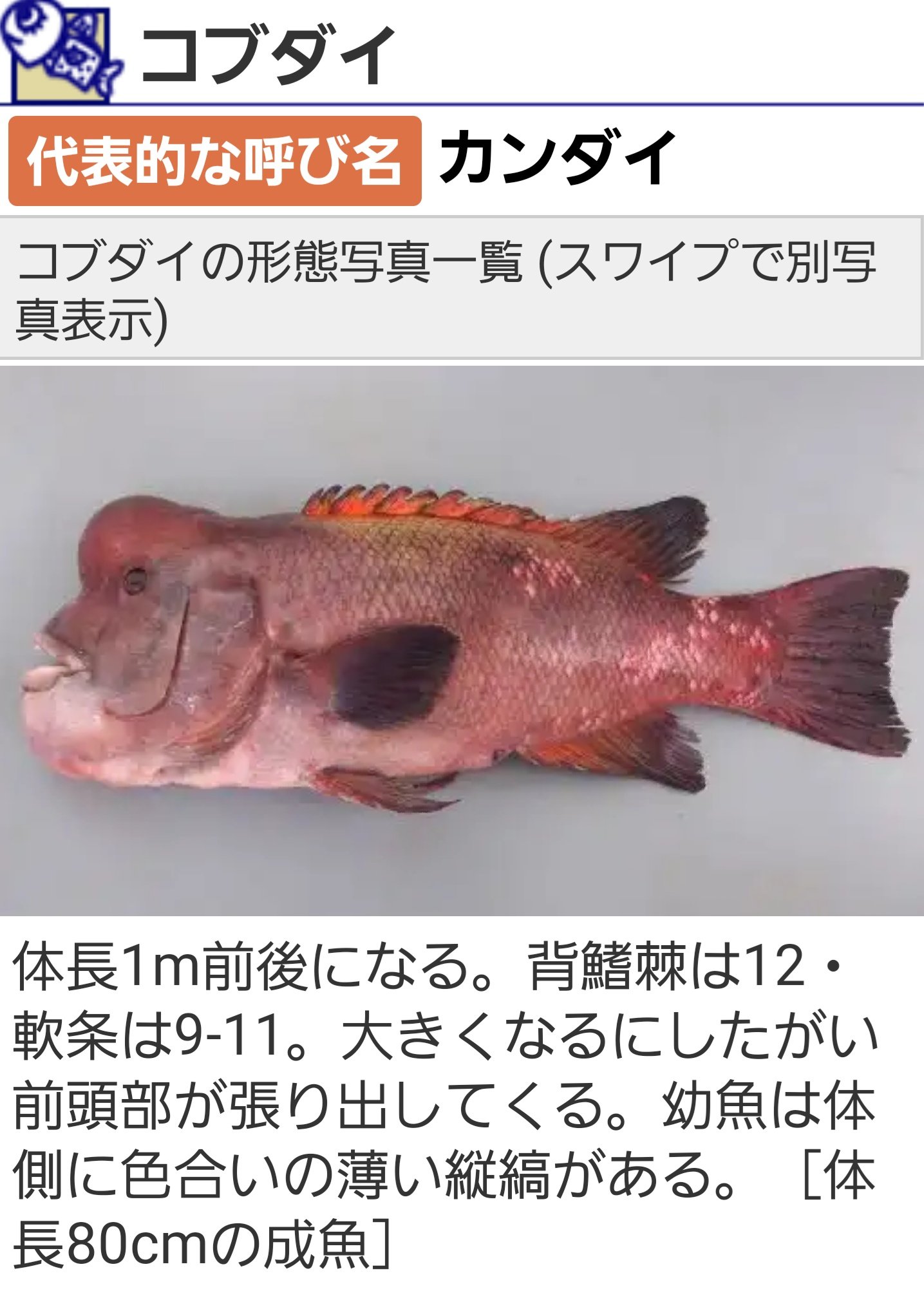 おてんばどん カンダイは旨いそうな T Co Mkeexpz36l T Co Jaam8dy9nv Twitter