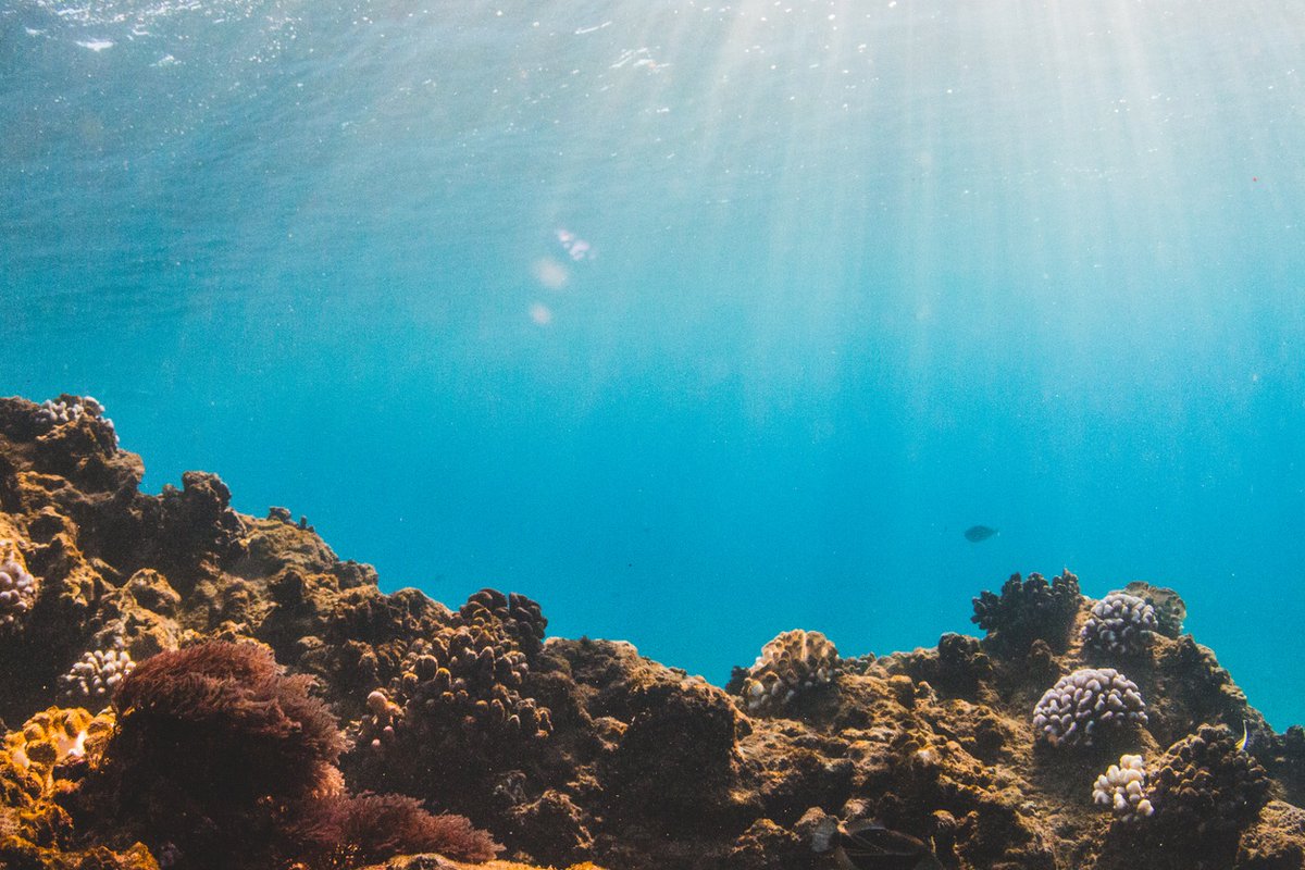 Join us for the second Malama Aina event on February 21! 🌊 The Division of Aquatic Resources (DAR) will present on a few of the many projects they do to manage and protect Kauai's unique natural resources, from mauka to makai.
