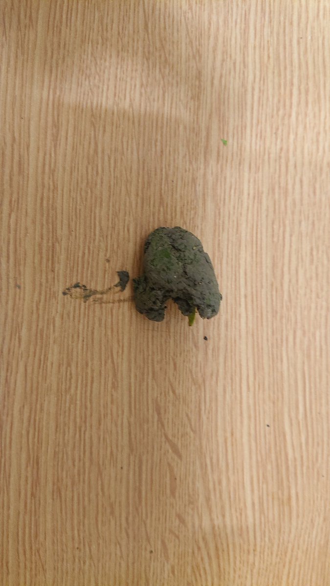 adamwesterbyuk's tweet photo. Just found this in a bag of spinach from @AldiUK
Big lump of dirt..... https://t.co/LrUSBL3YrY