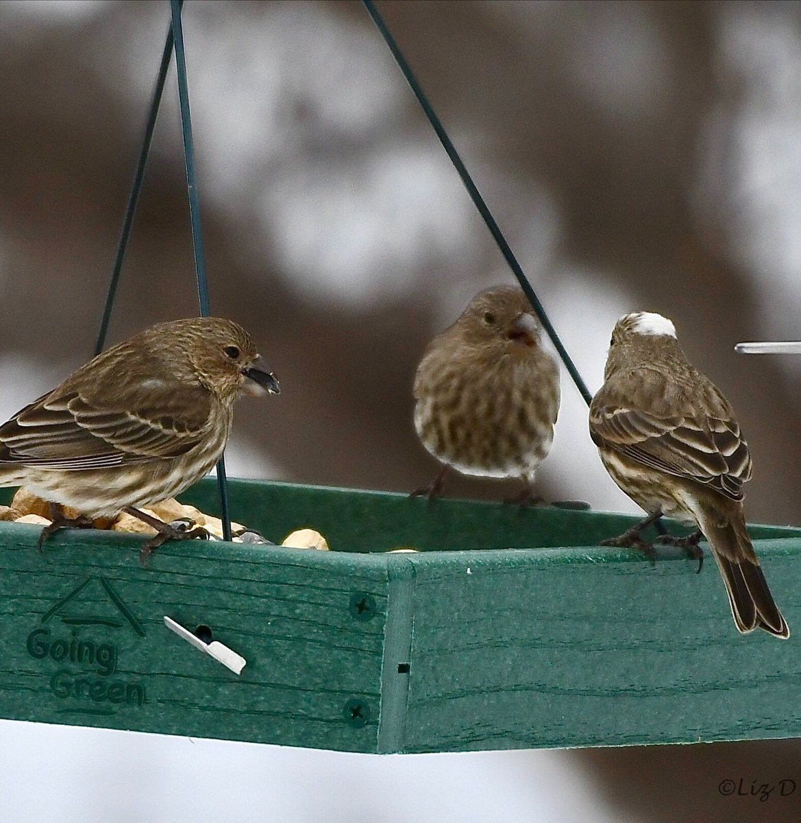 Three female house finches perched on a platform feeder, one of which has a white patch on her head.