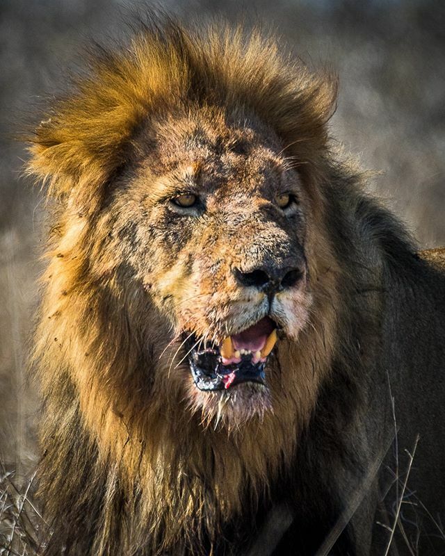 carabarron's tweet photo. Bad hair day! With such a mane of hair, it is bound to get in your food at some stage. He looks like he is in bad need of a trip to the hairdressers after feasting on that kill.
.
And look at that split lip!
.
Captured in the Kruger National Park, South … https://t.co/2DIllrhI0w https://t.co/GoZndZmUFT