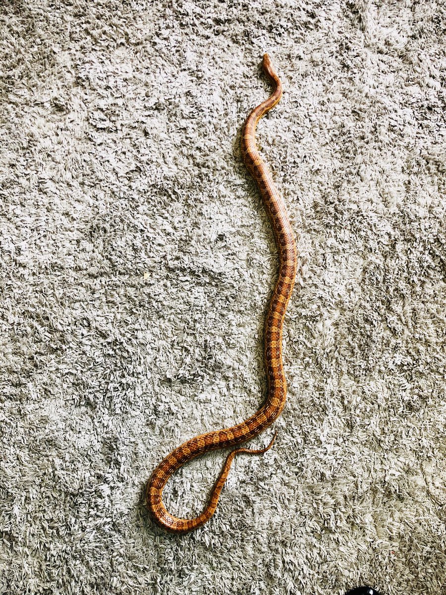 HicksLeaders's tweet photo. In our big book today, we learned how snakes slither in different ways. We decided to test out how Candy, the corn snake, slithers. We love having @LivingMaterials critters join us to help bring our learning to life! @BayEaglesSoar https://t.co/BBQoMJZ30G