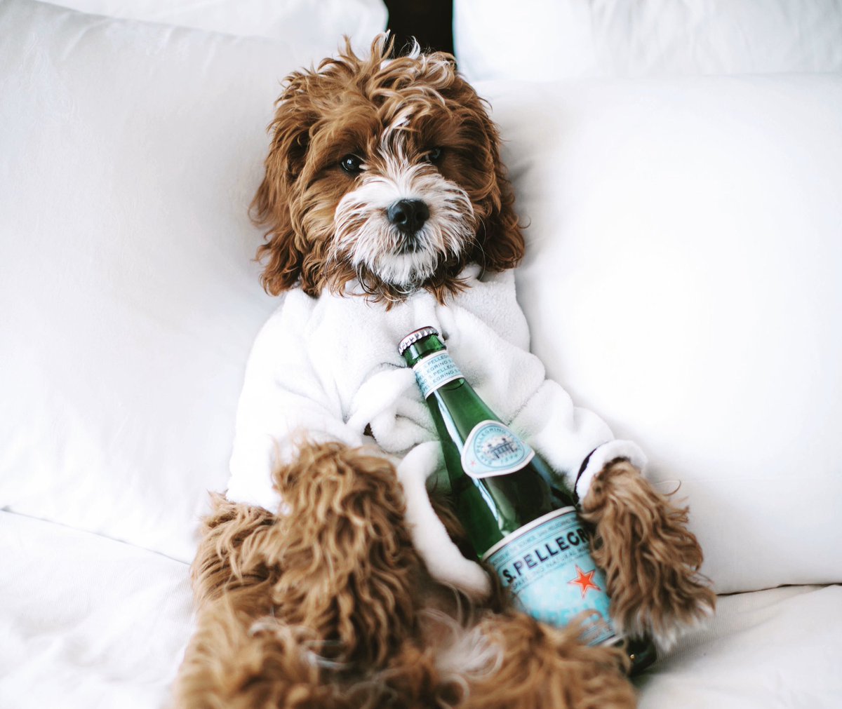 Don’t have a date for Valentine’s Day? Don’t get down- you &amp; your best buddy can come stay with us! You deserve a little get-away ❤️