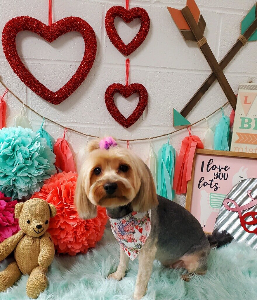 HGsrcia's tweet image. My baby Bella beautiful looking after being groomed by her pet groomer!  Isn’t she beautiful ?!!!  Love my baby girl!