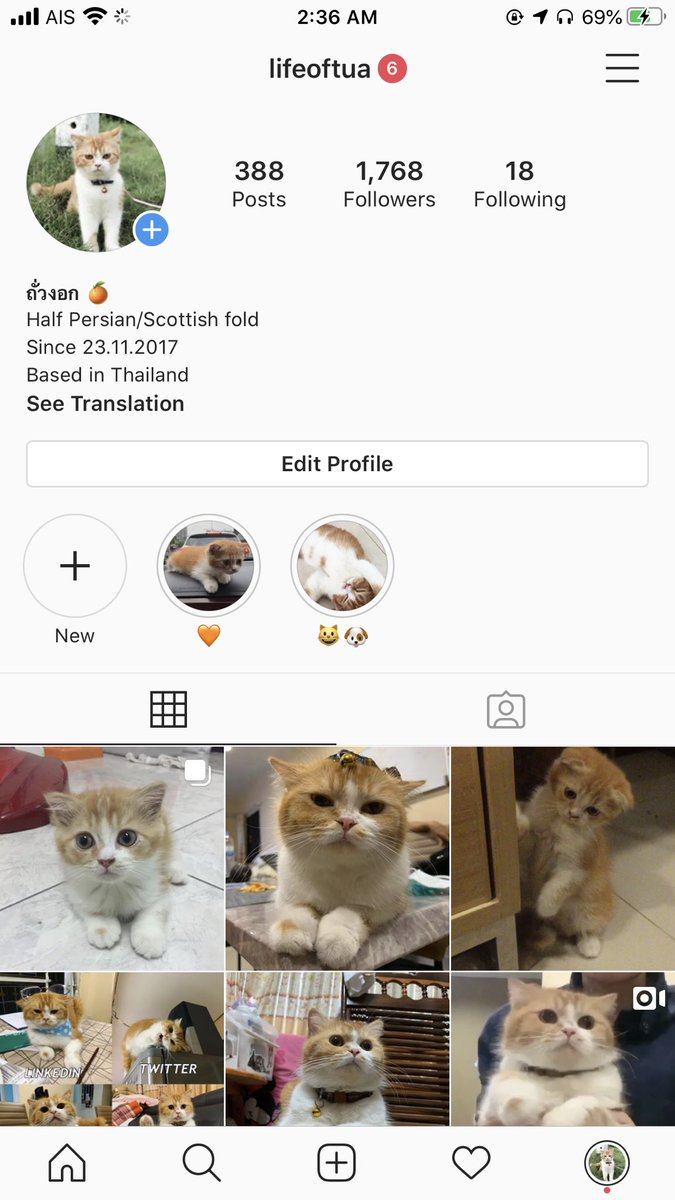 ไหนๆ ก็ยังรีกันไปเรื่อยๆ ฝากก้อนส้มด้วยค่ะ ก้อนนี้ชื่อถั่วงอกค่ะ เป็นตัวเมีย ลูกครึ่งสกอตติชหูพับผสมเปอร์เซีย ใครมีแมวหล่อๆ มาแนะนำตัวได้ค่ะ พร้อมหาลูกเขย