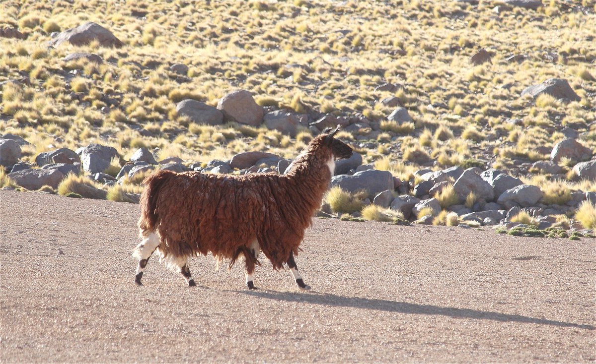 Los_Caminantes's tweet photo. El Tatio. Por las alturas de la Comuna de San Pedro de Atacama, en la región de la Puna, sobre los 4.000 m.s.n.m. https://t.co/VxmjMJk4bz