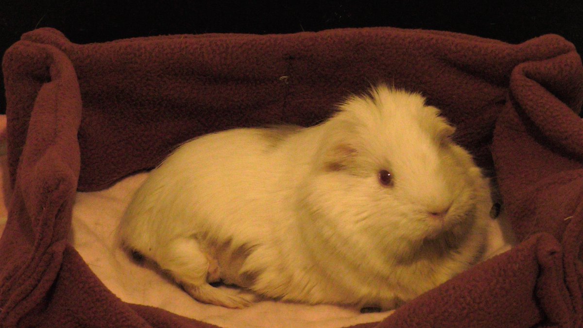RetroMush's tweet photo. Greetings from Queen #Noodle

She had a double #surgery last week &amp; has two rows of stitches on her tummy &amp; is now missing a nipple
poor baby, doing well now though &amp; she looks super #cute #posing for the camera with her shaved tummy XD

#guineapigs #petsofinstagram #guineapig https://t.co/ioHth1vLsj