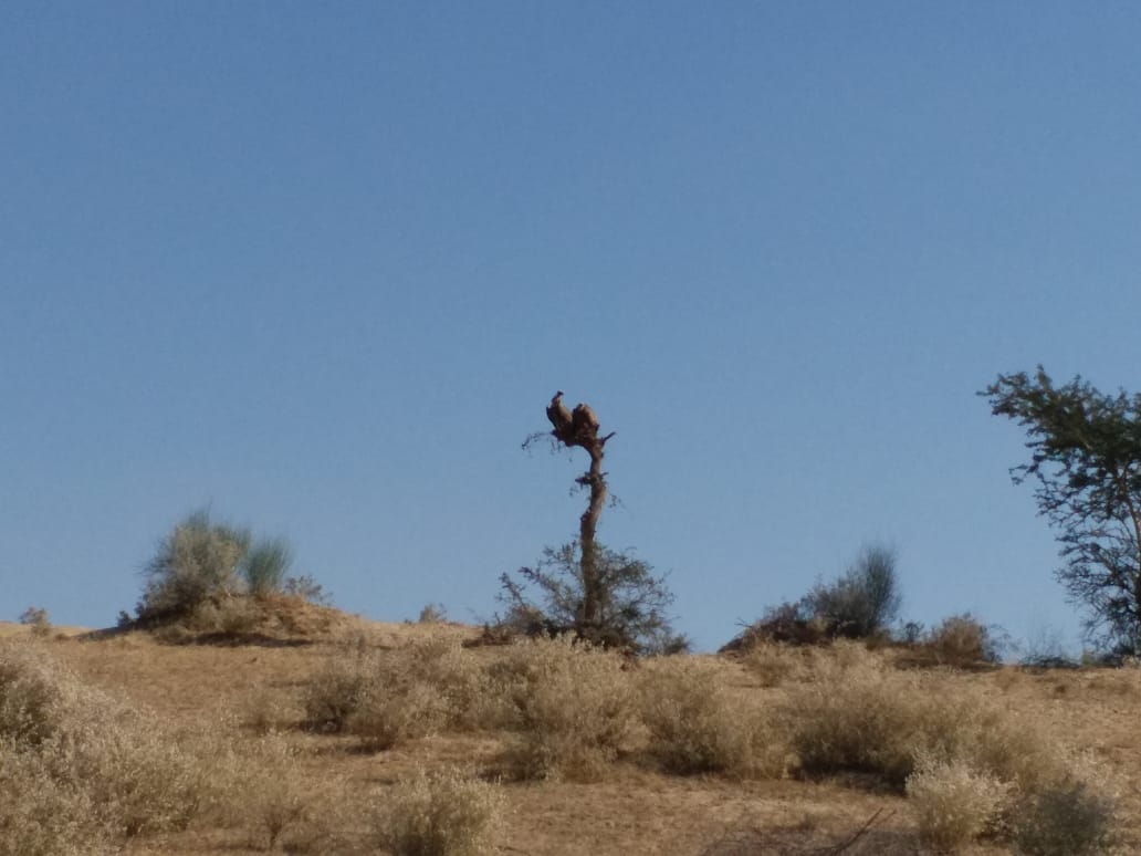 afiasalam's tweet photo. @sindhwildlife Very important bird ... This is why @baanhnbelikhi is implementing a conservation project in #Nagarparkar with the help of #IUCNPakistan supported by @TharFoundation. They have been sighted in the #Karoonjhar hills, #Gorano reservoir & deeper in the desert. https://t.co/tn2jEQORkE