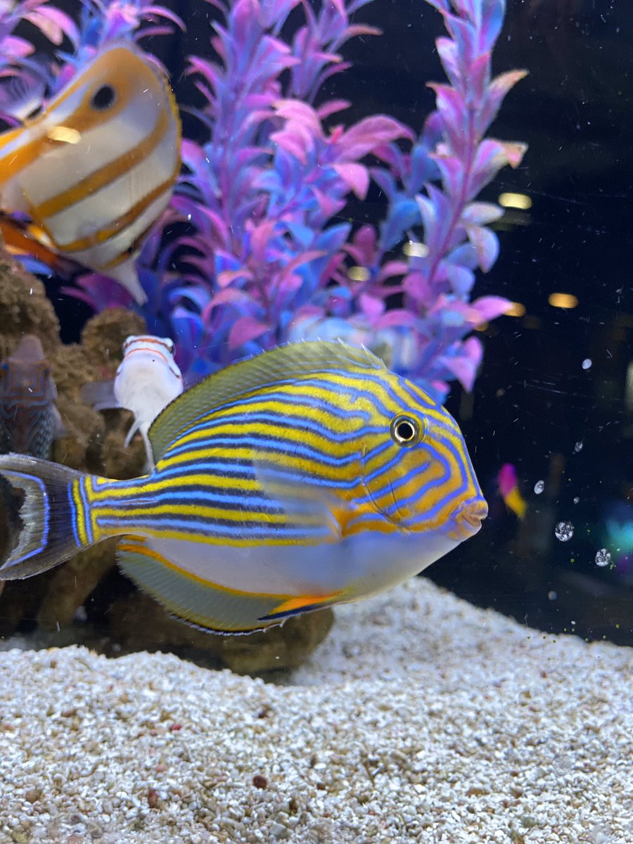 ManMeetsFish's tweet image. 🚨50% off ALL fish🚨 and much more!!

Sale begins Friday Feb 7th!