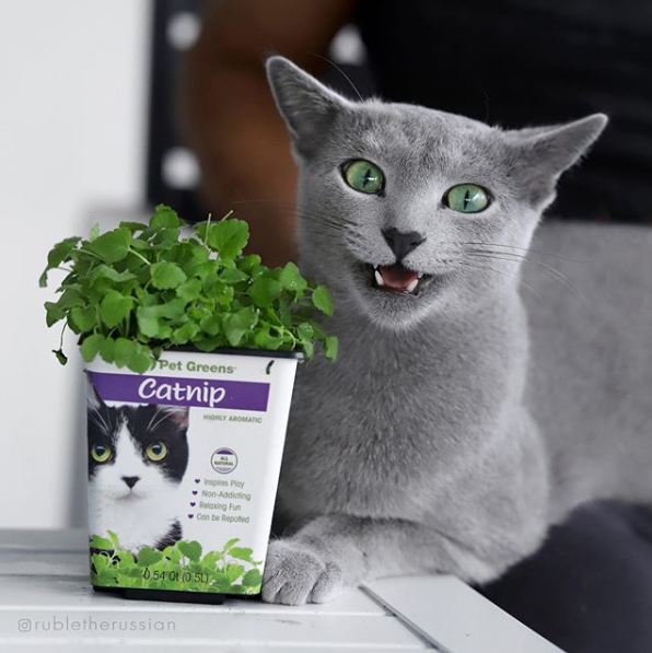 Pet Greens tweet media
