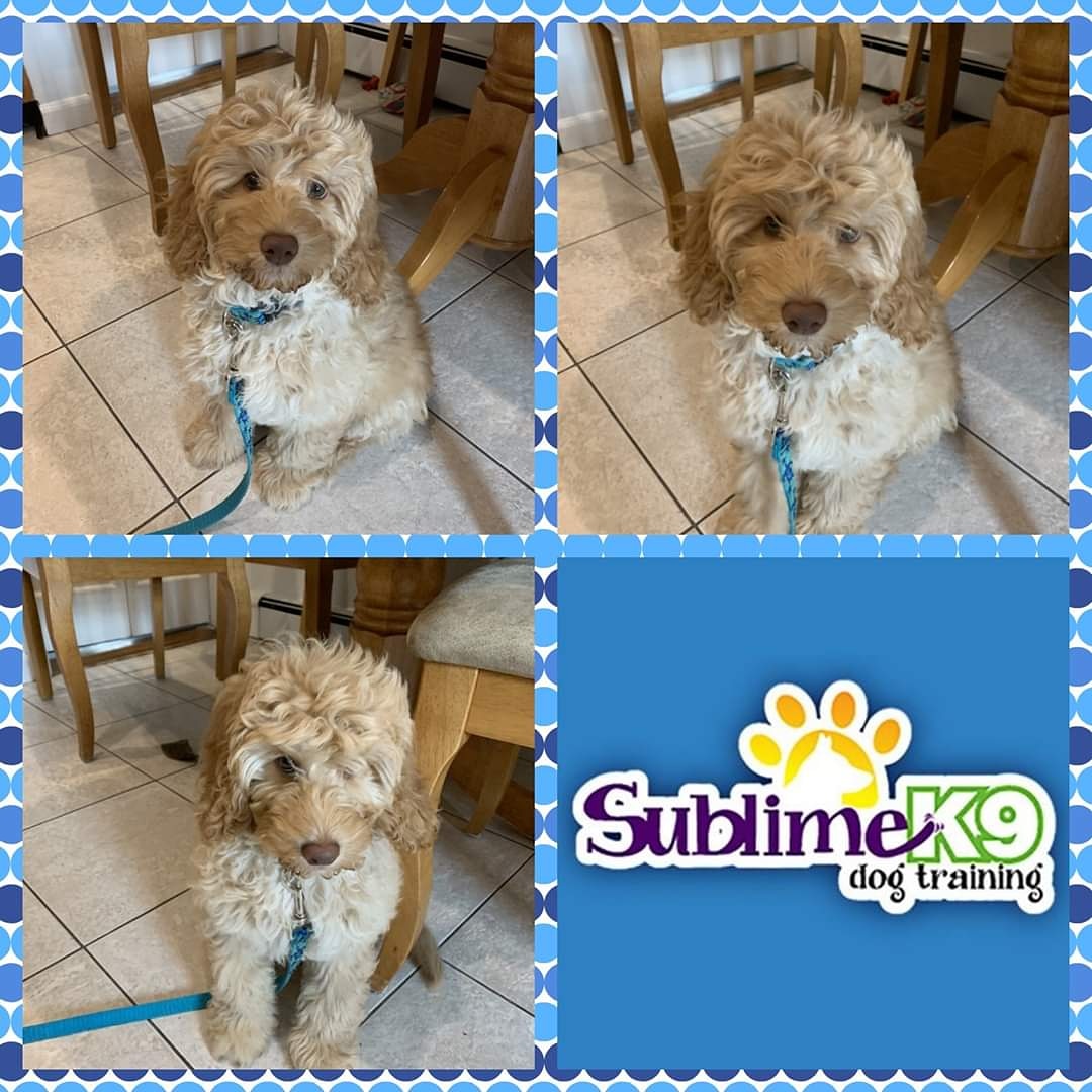 sublimek9dog's tweet photo. Sublime K9 Puppy Graduate 🎓 Blake

https://t.co/DGm5xoGpQR

#longisland #nassaucounty #therapydogtraining #obediencetraining #suffolkcounty #recall #place #impulsecontrol #dogtrainers #puppytraining https://t.co/aeFpF6lACK