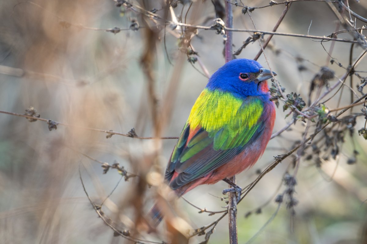 A Painted Bunting perched on a thin tree branch facing the right. It has blue plumage all over its head, yellow plumage on its backside, red plumage on its belly, and a mix of blue and red plumage on its tail. The bird has a stout, charcoal-colored beak.