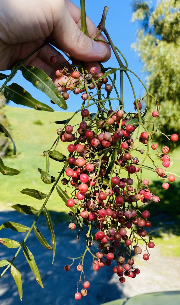 Caliman8's tweet image. Pasadera Pink Peppercorns are Popping again...say that that 3X fast!
Making Infused Oils/Cognac Peppercorn Pan Gravy/ Smoked Pink Peppercorn Chèvre /Random yum-yums 
#localvore #foragingandgathering #cookalife