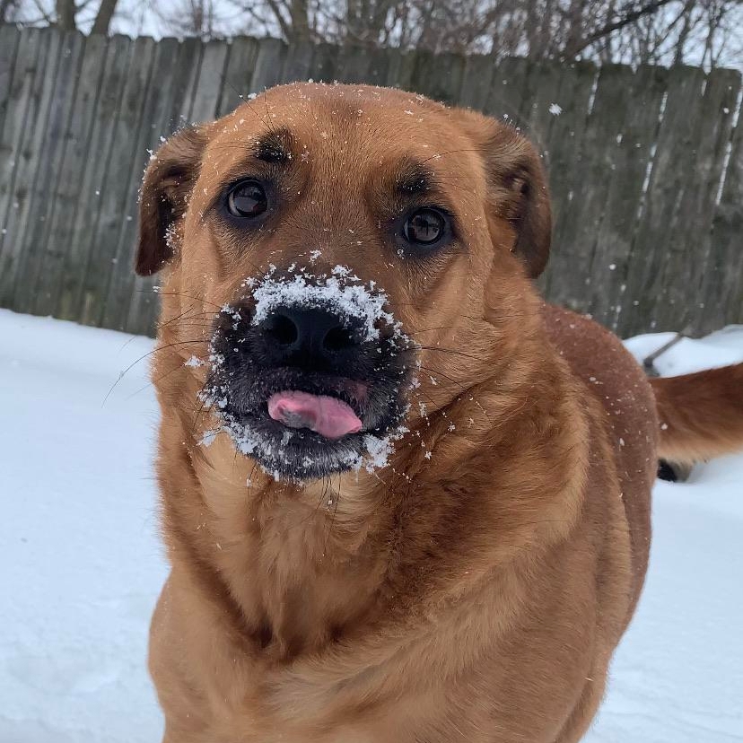 pawplee's tweet photo. Come play with me in the snow! ❄️🐶🐾⁠🐕
.⁠
.
.
#pawplee #instapawp #dog #dogs #puppy #pup #ilovemydog #lovepuppies #adorable #doglover #instapuppy #instadog #dogsofinstaworld #dogsdaily #cutestdogs #puppyfever #puppylife #dailydog #doglife 📷 u/wheatbread-and-toes https://t.co/YvwpQOyTeO