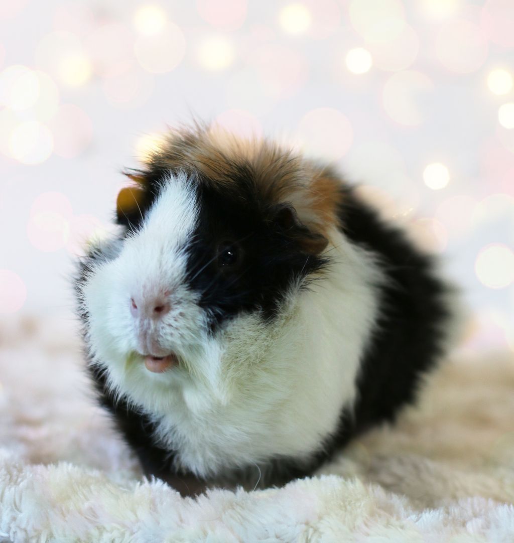 DeMannies's tweet photo. What time is it? Snuggle time ๐
#guineapig #animal #pet #cute #cavy #nature #foodie #funanimal https://t.co/BpJWarW8KY