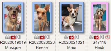 SJRAS_Vineland's tweet image. Small dogs aplenty here at #SJRAS! Visit our website for info on this gang of little ones (plus more - these are just a few!) SJRAS.org
#smalldogs #littles #pocketpups #snugglers #ittybitty