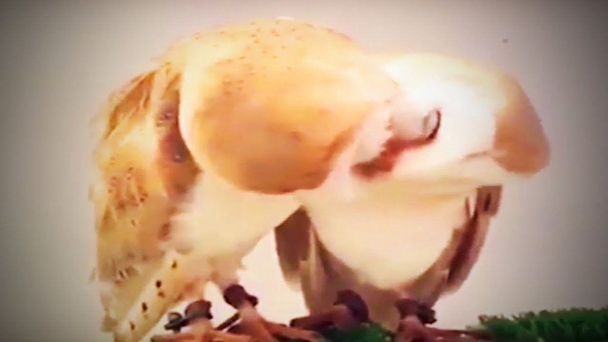 MeowMoeDotCom's tweet photo. Funny Pets 😍 Cute #Cats, #Dogs and Other Pets (Part 1) [Funny ...
#Cats #Cat #Kittens #Kitten #Kitty #Pets #Pet #Meow #Moe #CuteCats #CuteCat #CuteKittens #CuteKitten #MeowMoe
#AmusingPets #AmusingPetsVideos #Awesome #CatFails
https://t.co/fwauGUQnue
. https://t.co/jpQIpYL3KT