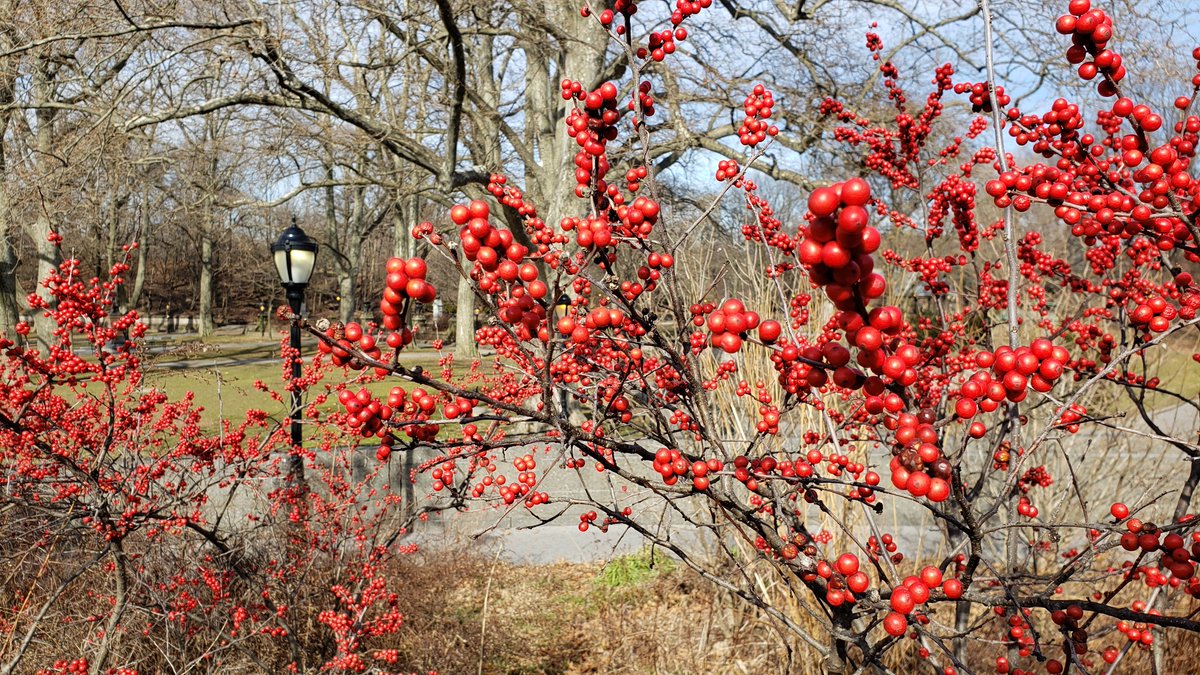 Bright red berries grow on a shrub that has no leaves.
