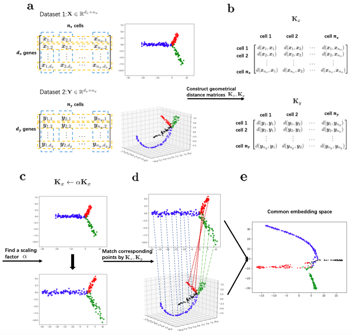 Unsupervised Topological Alignment for Single-Cell Multi-Omics Integration. Schematic overview of UnionCom. (a) Given the input of single-cell multi-omics datasets.