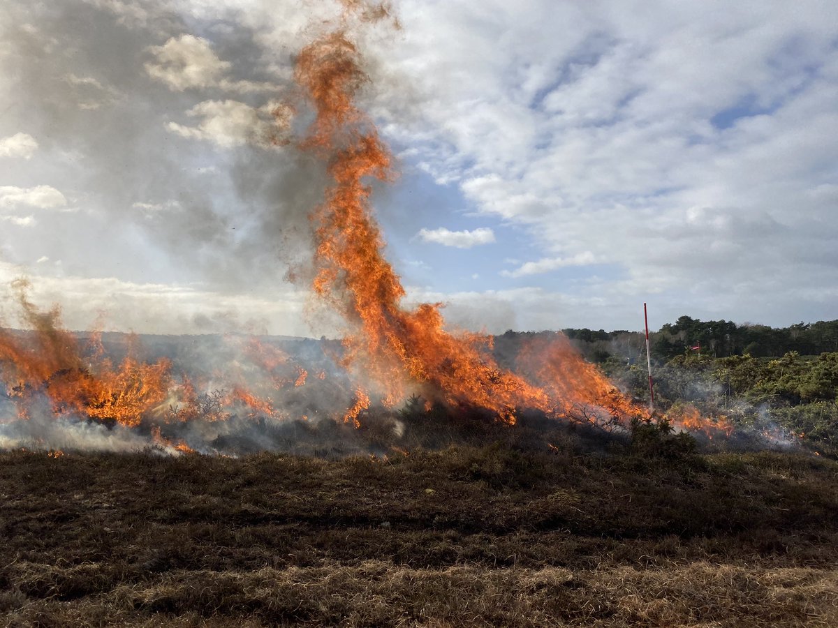 ClaireMBelcher's tweet photo. Had some pretty long flame lengths today atleast 15ft even in 68%RH - gorse burning in early Feb with @WildfireTacAd (featured) @SarahBaker189 @nationaltrust @ForestryEngland #UKFDRS @NERCscience @garethdclay @doerr_s @nkettridge @DrTELS @essexforester @ExeWildFIRElab @GSI_Exeter https://t.co/I43MeILhEF