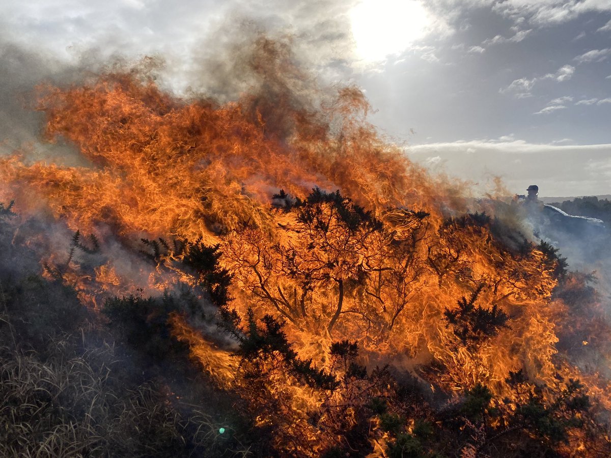 ClaireMBelcher's tweet photo. Had some pretty long flame lengths today atleast 15ft even in 68%RH - gorse burning in early Feb with @WildfireTacAd (featured) @SarahBaker189 @nationaltrust @ForestryEngland #UKFDRS @NERCscience @garethdclay @doerr_s @nkettridge @DrTELS @essexforester @ExeWildFIRElab @GSI_Exeter https://t.co/I43MeILhEF