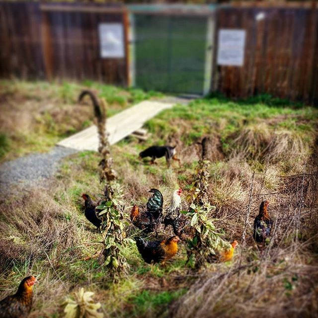 Silpher's tweet photo. Herds

#farm #cannabis #oregon #chicken #dog https://t.co/0zdHsSZWN8