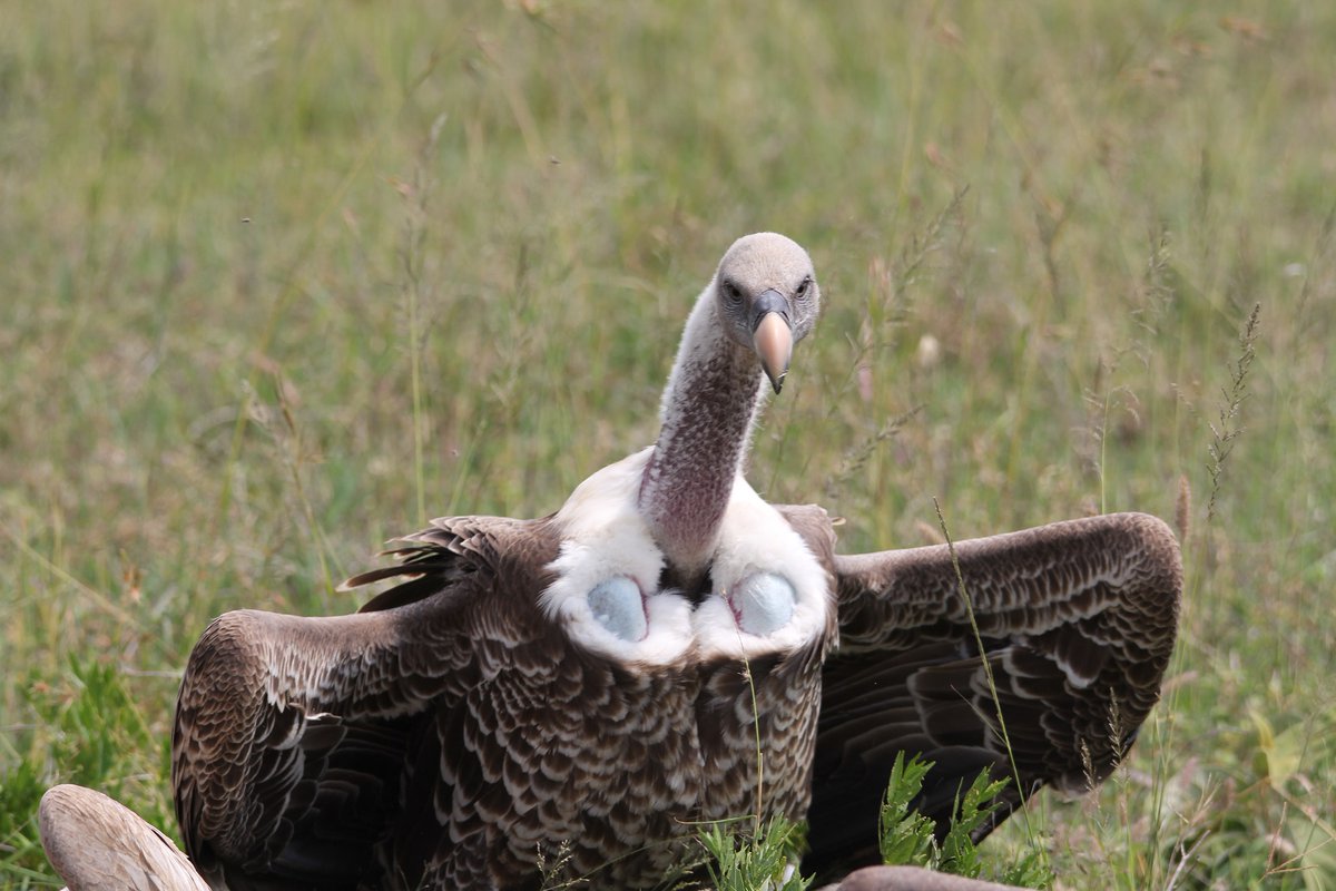 A vulture with their wings half spread, with two bony protuberances covered in light blue skin poking out from white feathers about where human cleavage would be.