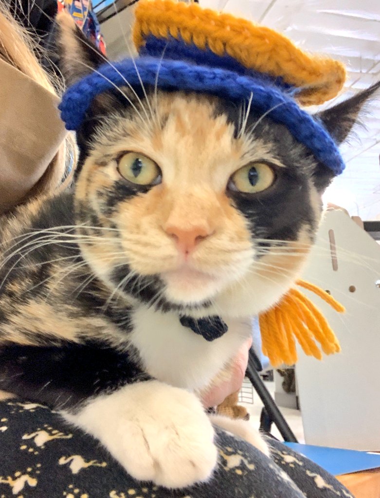 kittybungalow's tweet photo. As you can see, our students take graduation๐ very seriously. They know packing their bags and going home๐ก means even more kitties saved from the #streetsofLA can go #fromhisstohome at our Charm & Charter Schools #WhoSavedWhom #AdoptaRescue #ItTakesaVillage #ThinkGlobalActLocal https://t.co/j6l7zPM3UU