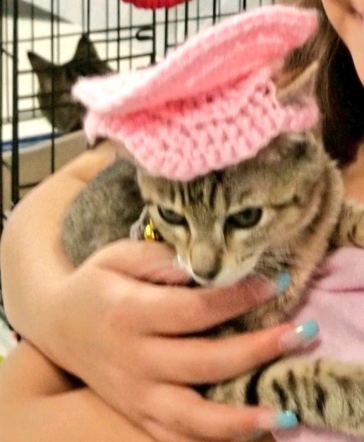 kittybungalow's tweet photo. As you can see, our students take graduation๐ very seriously. They know packing their bags and going home๐ก means even more kitties saved from the #streetsofLA can go #fromhisstohome at our Charm & Charter Schools #WhoSavedWhom #AdoptaRescue #ItTakesaVillage #ThinkGlobalActLocal https://t.co/j6l7zPM3UU