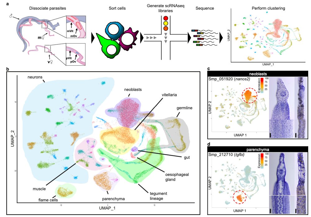 A single-cell RNAseq atlas of the pathogenic stage of Schistosoma mansoni identifies a key regulator of blood feeding.