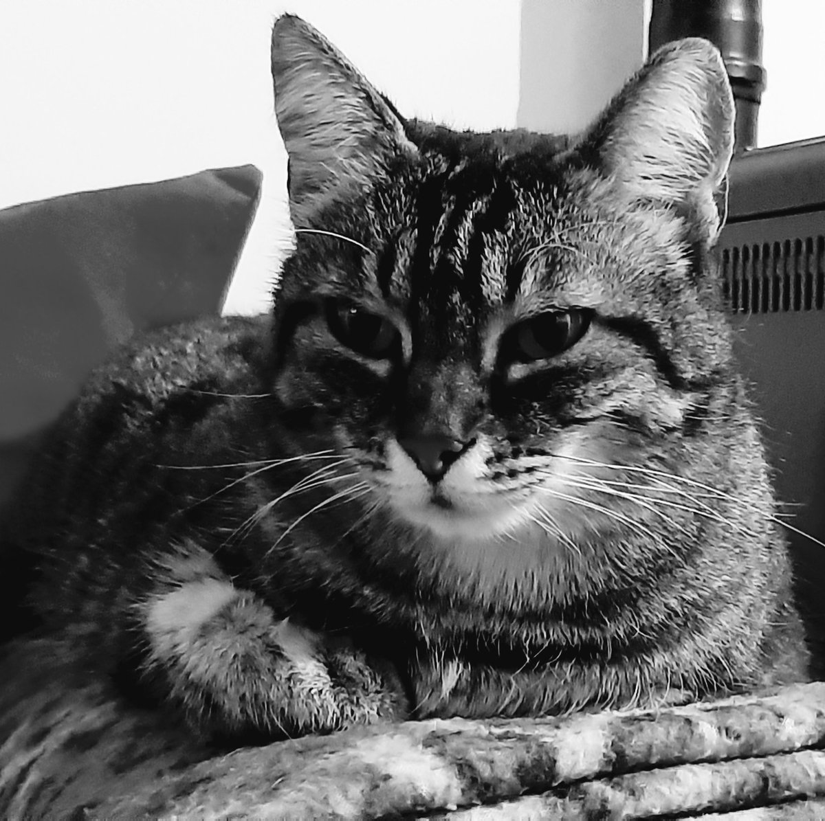 Just like a queen ❤