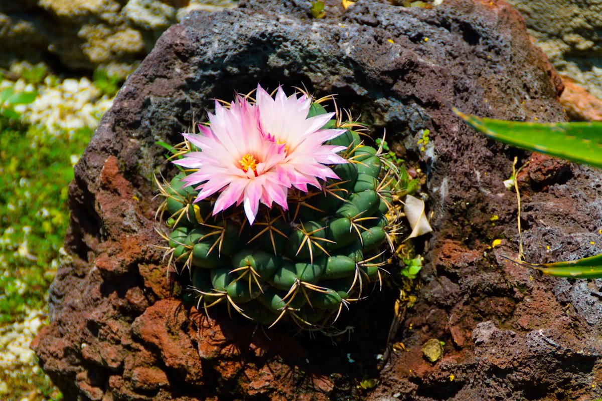 Cactus flower in Mexico

#Photography #EventPhotography #WeddingPhotography
#LandscapePhotography #PicOfTheDay  #streetphoto #urbanphoto #NaturePhotography #StreetPhotography
#nikonphotography