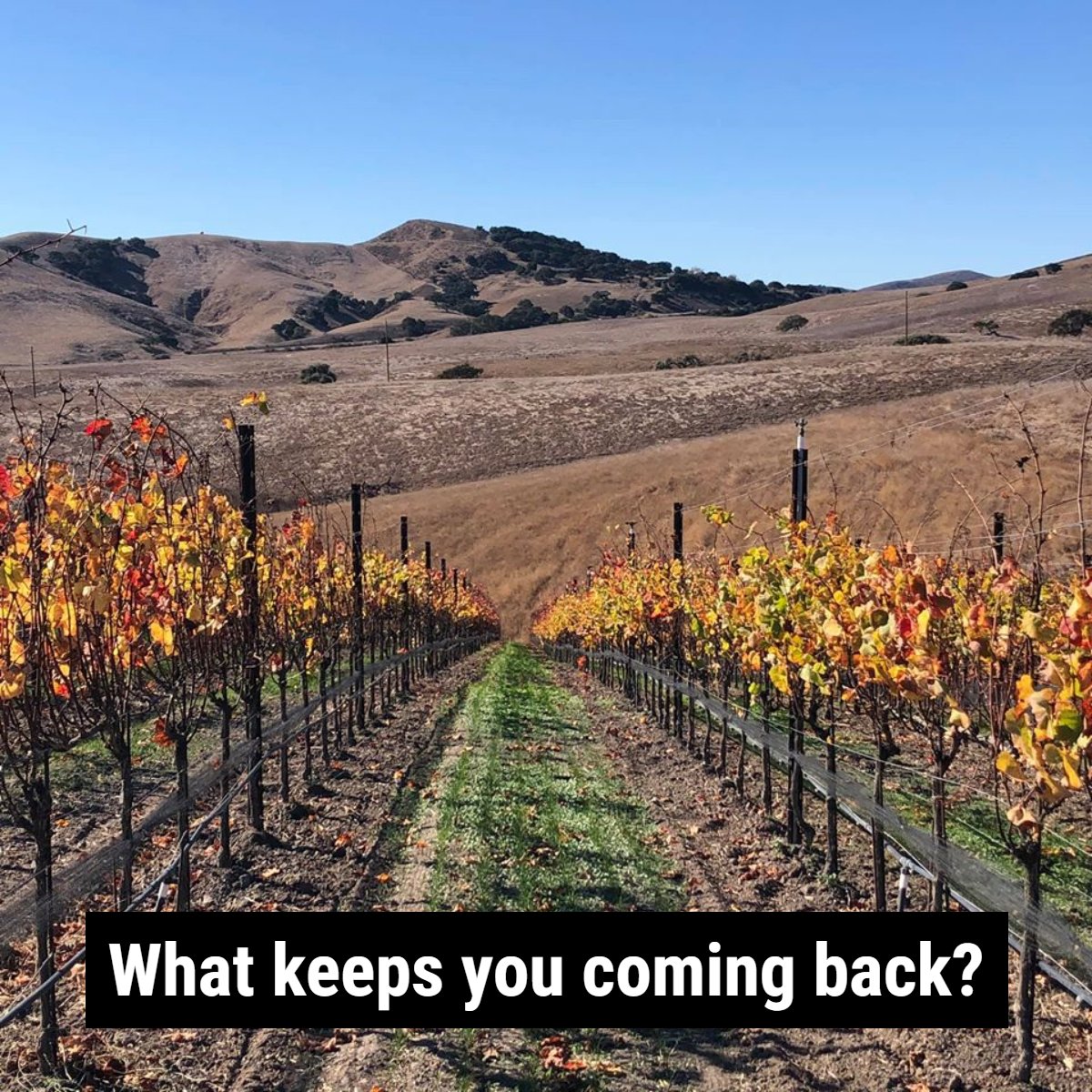 Stagecoach Wine Tours tweet media
