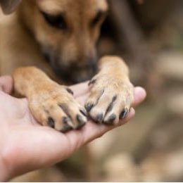 On #WorldCancerDay2020 we’re committed to keeping people and their pets together and relieve a little of the stress that this heinously cruel disease causes #charity #helpingpeople #volunteering #NorthernIreland