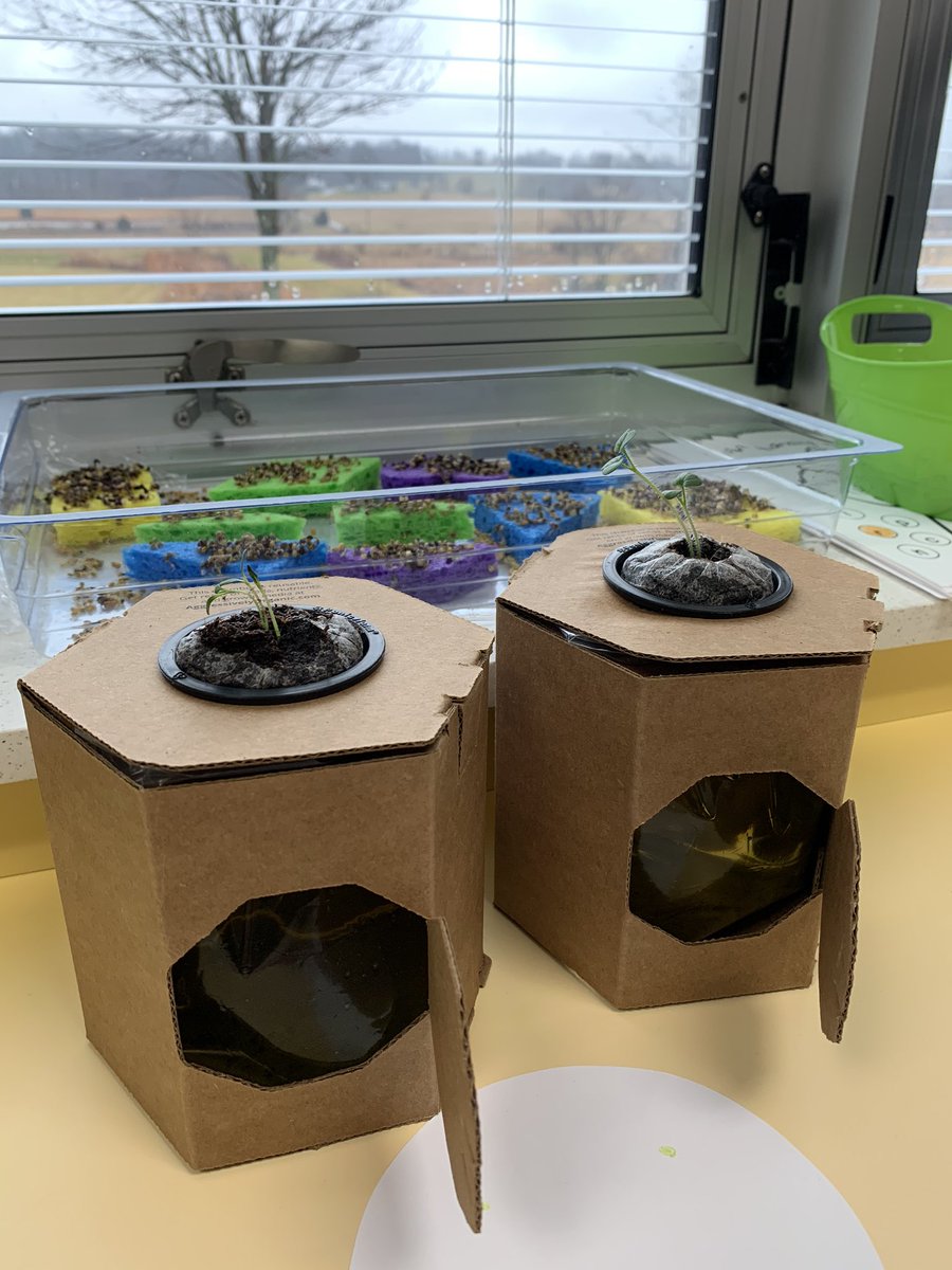 Our little learners in <a href="/BettisK5/">Emily Bettis</a> are sprouting seeds and using hydroponics to grow plants as they learn about healthy eating habits! #healthybodies #healthyminds #edgewoodproud