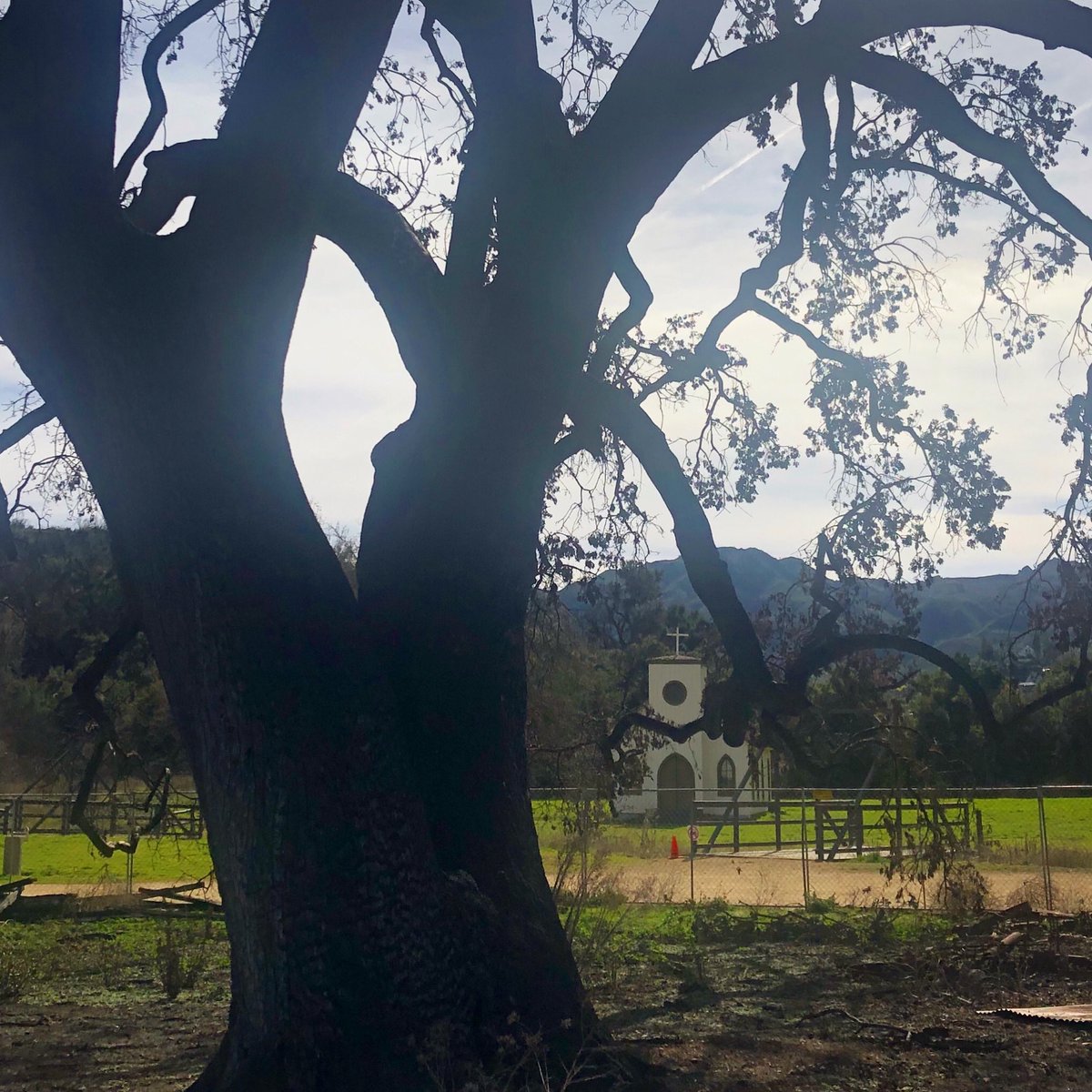 Witness Tree at Paramount Ranch. Photo: NPS / Ana Beatriz Cholo