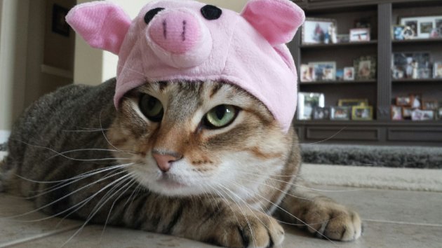 Timothy Thatcher As Cats tweet media