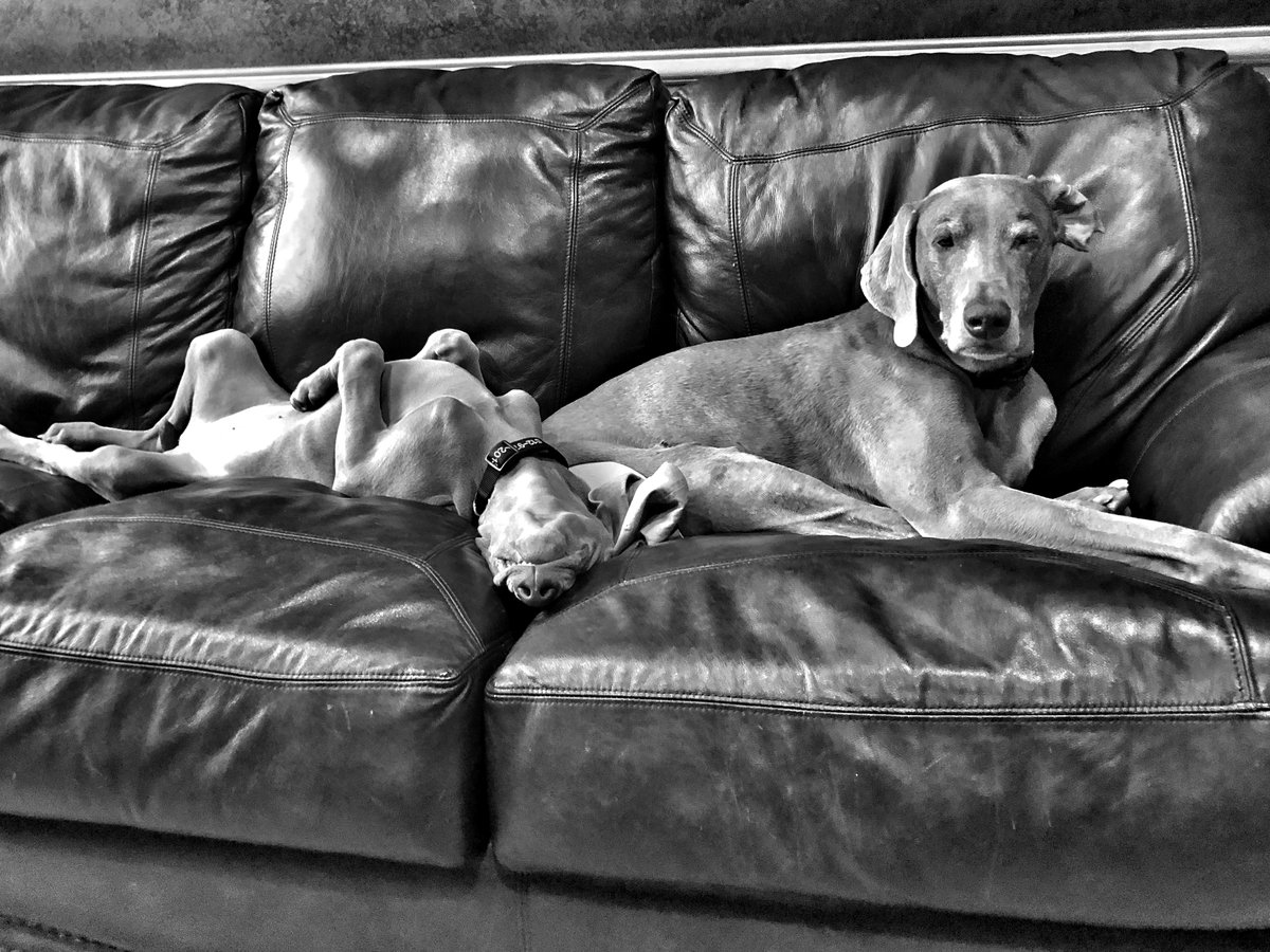 Luna Always Laying on Grace.