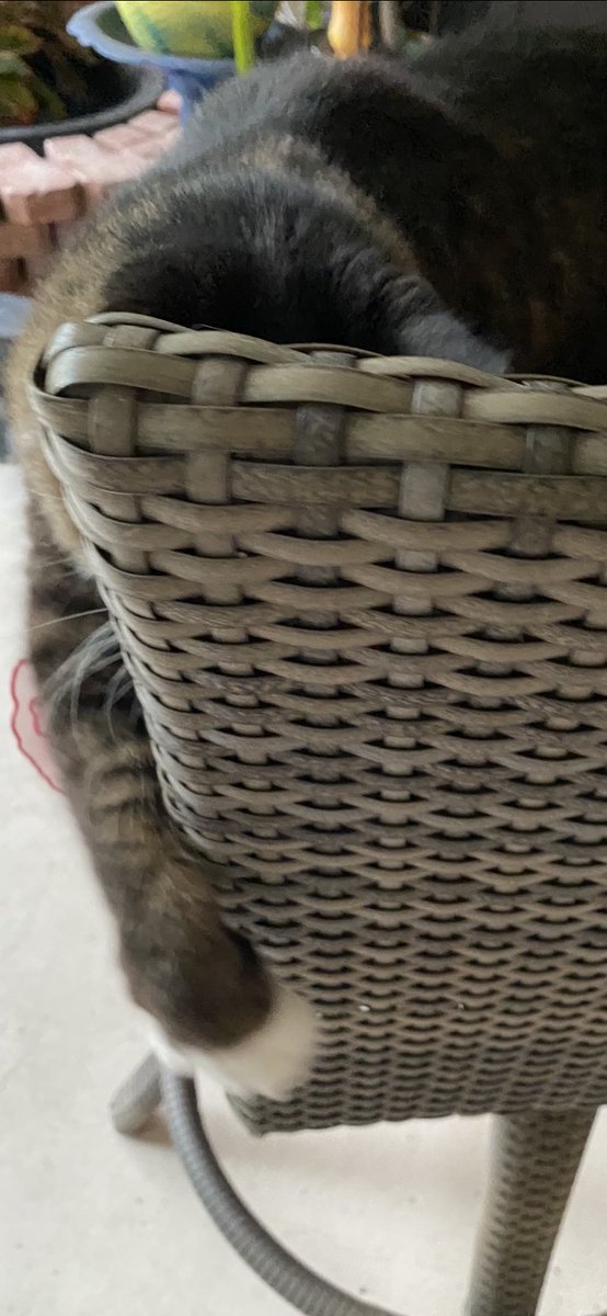 DianeEarnhardt's tweet photo. We caught Butcher 😸🐾😸🐾during #SuperBowlLIV  🏈 Come to #HalfTime .., 🙀🙀🙀🙀 #EnoughMa  #MyButcher ❤️😻🐾😻🐾 https://t.co/VsdgMCDOXx