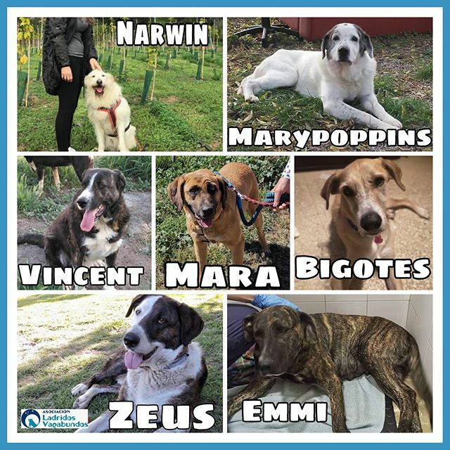 Os subimos algunos de los peludos que no ser de tamaño pequeño, son invisibles...😔
.
.
Son tremendamente buenos y tranquilos, preparados para irse a casa y recibir mucho amor, al menos en acogida seria estupendo, las residencias no son hoteles ni aco… ift.tt/2v5woKG