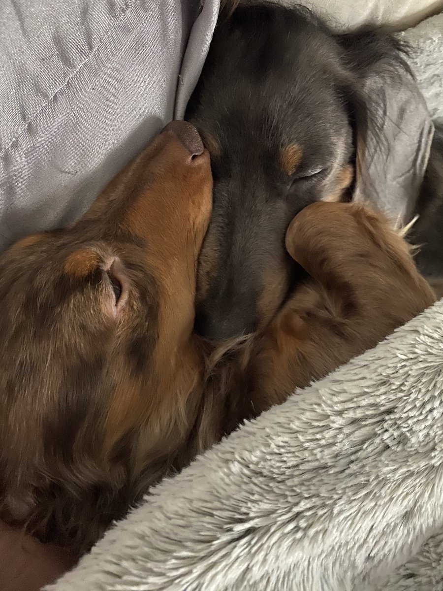 LinktheDoxie's tweet photo. Itβs a rainy day π€§ #rainraingoaway #snugglepuddle #dogsoftwitter https://t.co/zz0nwnZtXJ