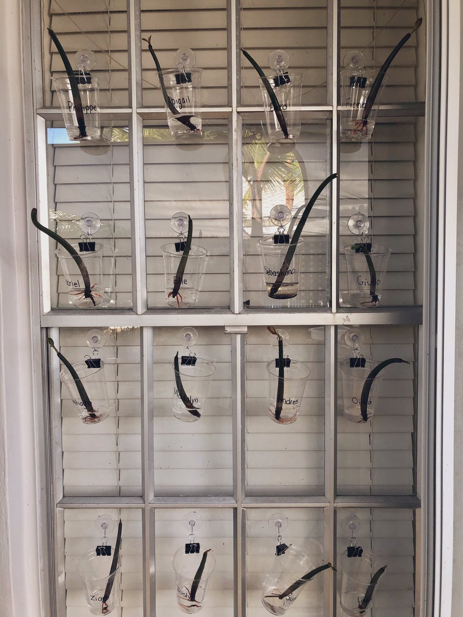 It was an exciting day in Primary... Students transformed into problem-solvers, exploring a Red Mango propagule with <a href="/RomanachBianca/">Bianca Romanach</a>. Then they prepared them to grow as part of @cortadaprojects Plan(T), an eco-art project! 🌱 #WeAreJrK #gslearning #theGulliverdifference