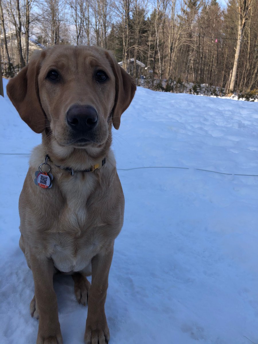 MARTINEBOIVIN7's tweet photo. J'ai adoré écouter le dernier Podcast en profitant du beau temps à l'extérieur avec mon chien!❤️ J'ai bien hâte d'aller découvrir le blogue d'Élise Goulet et de pouvoir rajouter ces belles ressources dans ma valise de future enseignante!  #PED4760 #UOPEDcast https://t.co/486B5jhUEw